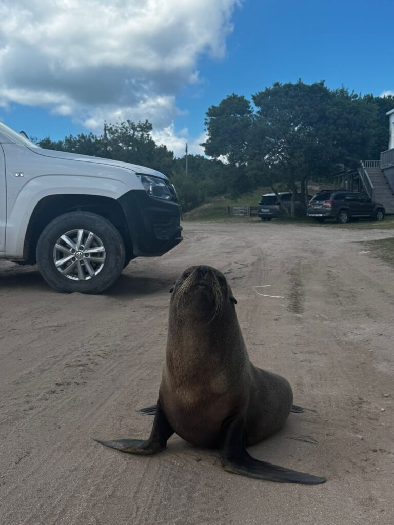 Lobo marino en la playa de Costa Esmeralda